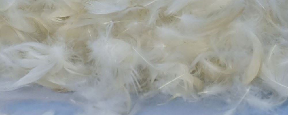 Duck feather for cushion fillings